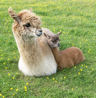 Watch carefully for feeding to start within 6 hours or so. The cria must get colostrum within 12 - 18 hours.  Watch for a regular feeding routine to develop.  Mum may take her baby off from the herd for a couple of days until they get settled.  The cria should be chasing around independantly within a couple of days.  We weigh the cria at this point. 